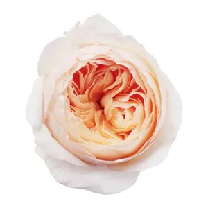Juliet - David Austin Garden Rose - 36 stems