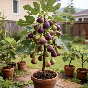Heirloom Non-GMO Fig Tree Live Plant – Hardy Perennial Fig Fruit Tree Starter for Outdoor Garden, Patio, and Backyard Planting bonsai