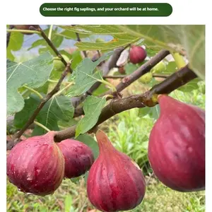 Mission Fig Tree Live Plant – Ficus carica, Perennial Fruit Tree, Hardy and Easy-to-Grow Starter Plant for Gardens & Yards