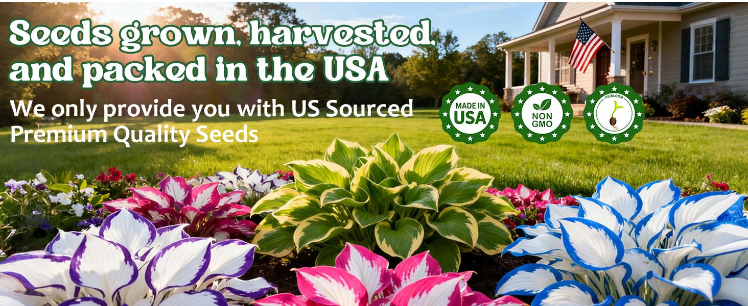 Hosta Seeds – Perennial Shade Plant for Garden and Yard Plant Seeds Rare Hosta Flower Seeds for Perennial Shade Garden Ornamental Foliage for Landscaping Outdoor Easy To Grow Hummingbird Attractors Family Activity