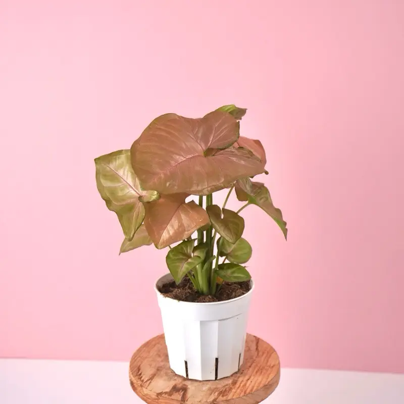 Syngonium Strawberry Cream - 4” Pot