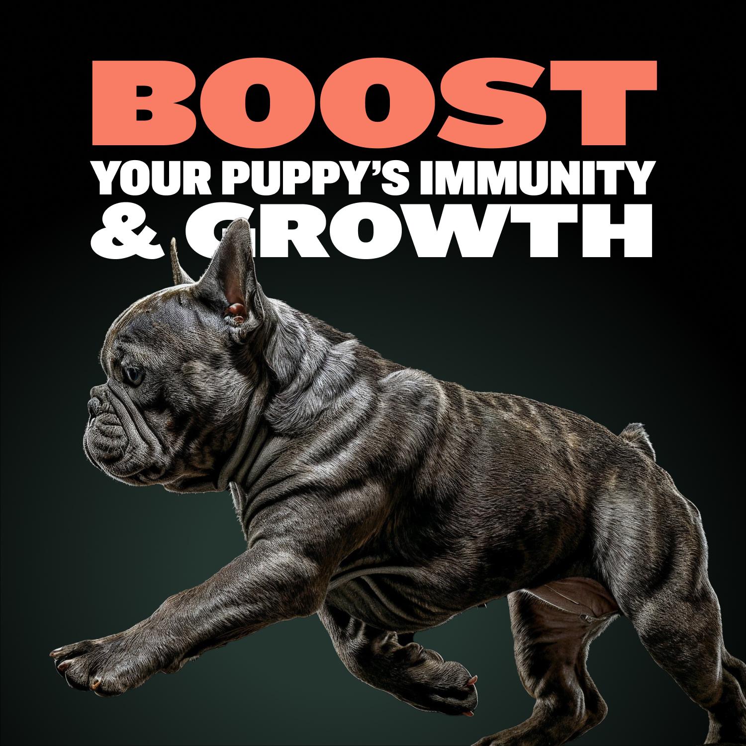 Bully Max 2-in-1 Puppy Chews for Immunity & Growth (75 Chews) – Dog Supplement for Immunity, Growth, Digestive Health, and Muscle Support with Colostrum Bully Max 2-in-1 Puppy Chews for Immunity & Growth (75 Chews) – Dog Supplement for Immunity, Growth, Digestive Health, and Muscle Support with Colostrum