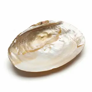 Shell Incense Burner 6 Inch — Natural Abalone Smudge Bowl