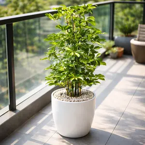 Schefflera Variegated