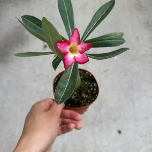 Desert Rose 4” Houseplant - Decorative Fruit with Detailed Leaves - Ideal for Home Decor