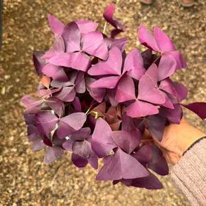 Purple Shamrock Plant 6 inch pot Oaxalis