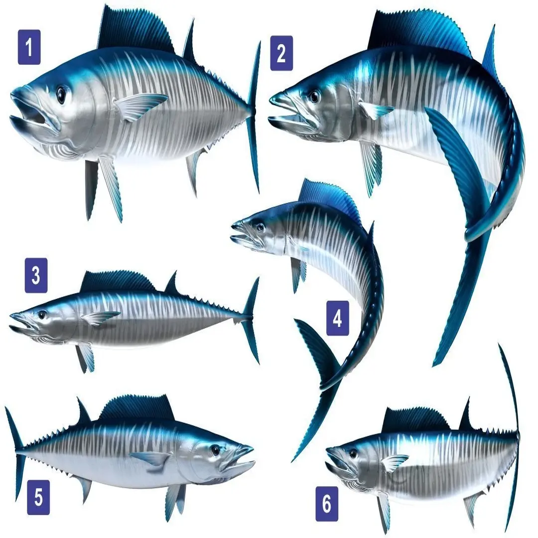 Wahoo Beautiful Fish Decal | Fishing Decal for Boat, Car, Vehicle, Truck Etc. | Waterproof Vinyl Sticker | Many Sizes & Styles Available | 12" to 40" by Digital Fish Art