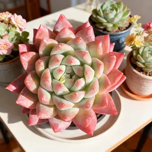 Viral Echeveria ‘Alba Beauty’ Succulent – Colorful Live Plant | Bare Root, Easy-Care Aesthetic Plant Gift & Home Decor