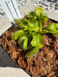Venus Flytrap (Dionaea Muscipula) 'Big Mouth' in a 3.5" pot