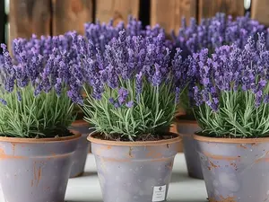 Premium Lavender Seeds, 3000 Non-GMO Herb Seeds, USA-Sourced WildflowerSeed for Planting Indoor/Outdoor, HighGermination, Plant Flower Seeds