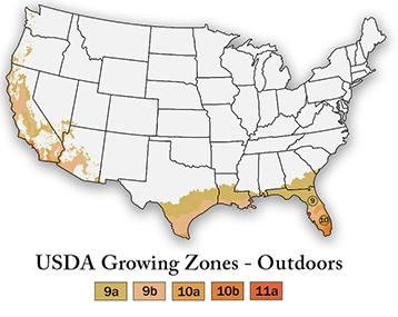 Mother of Thousands Plant 'Kalanchoe laetivirens'