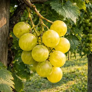 Hall Muscadine Grape Vine – 2-Year Bare Root Grape Plants – Produces Sweet, Bronze Grapes – Vigorous & Self-Fertile Vine – From Hand Picked Nursery