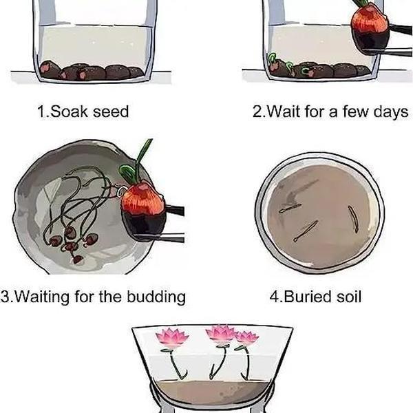 20+ pcs Mixed Colors Lotus Seeds Water Lily Flower Plant Seeds