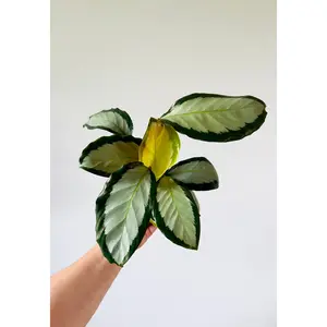 Calathea Picturata - Peacock Calathea - 4" Pot