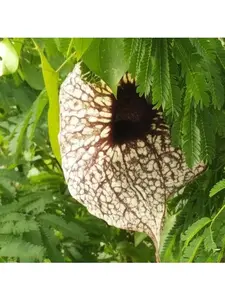 Duck Flower Detox Flor De Pato Contribo 100% Pure Wild Harvested Aristolochia grandiflora for Mucus Removal & Intestinal Cleanse