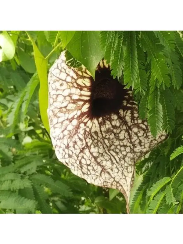 Duck Flower Detox Flor De Pato Contribo 100% Pure Wild Harvested Aristolochia grandiflora for Mucus Removal & Intestinal Cleanse