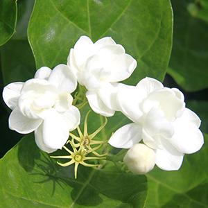 Chinese Style Jasmine Green Tea Loose Leaf Floral Aroma