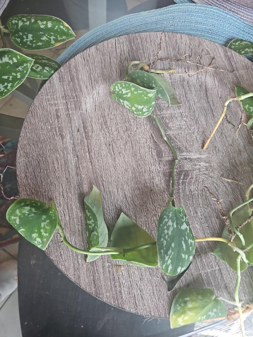silver pothos rooted - free shipping