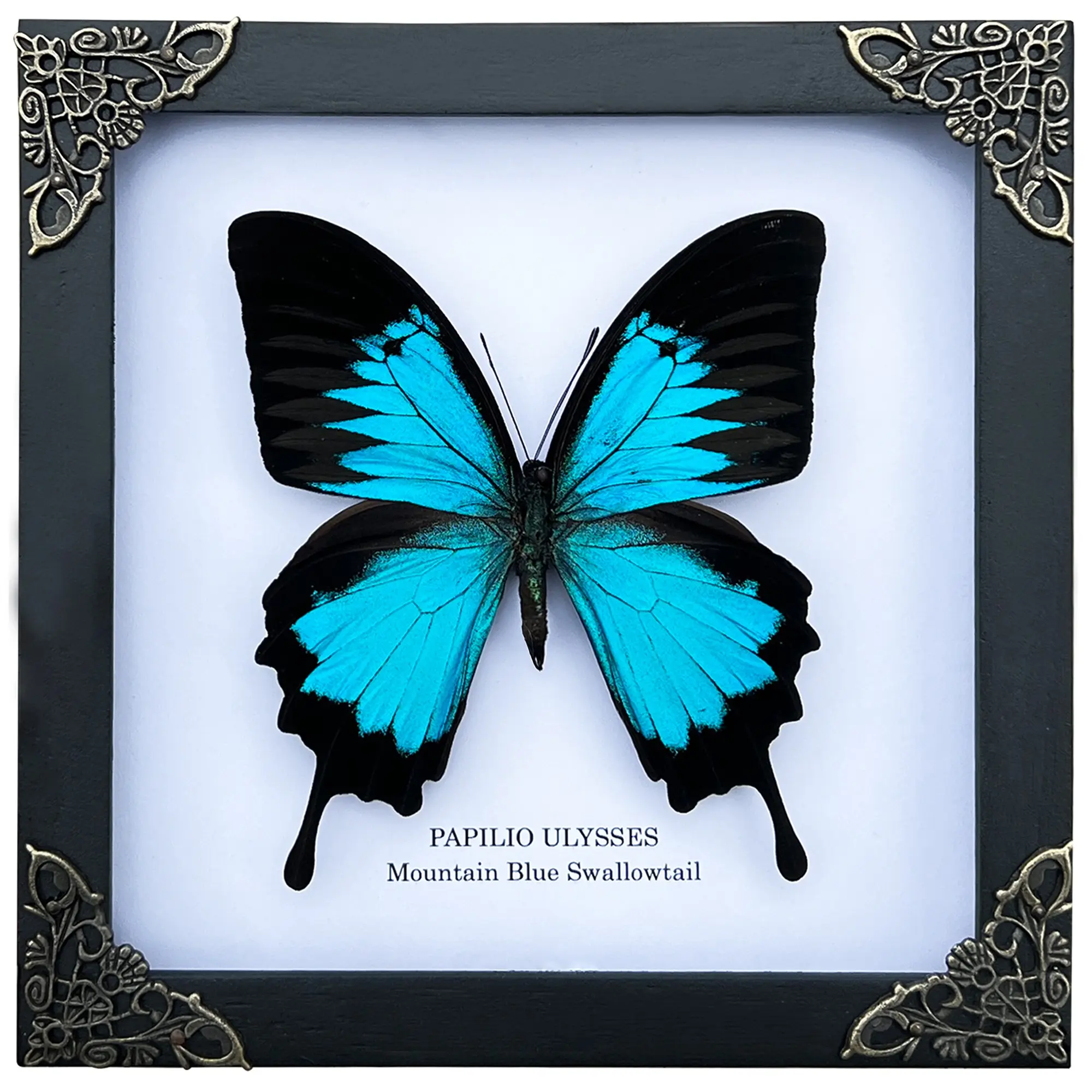 Framed Blue Butterfly in Shadow Box, Handmade Insect Display Frame, Entomology Decor, Unique Nature Gift for Collectors, Home Office Gothic Curiosity