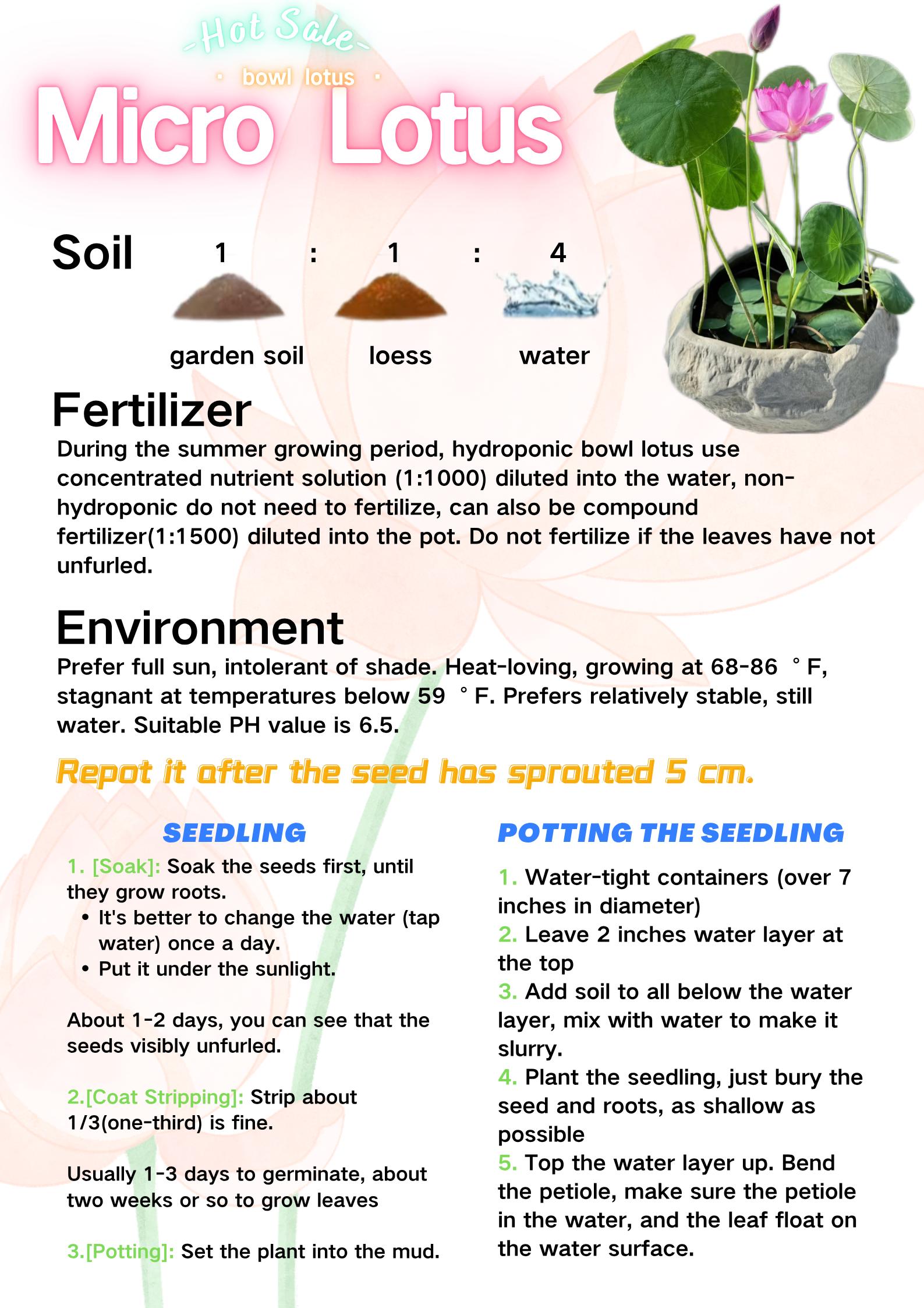 Rare Mixed Color Bonsai Bowl Lotus Seeds Fot Planting - 35 Pre-Cut Bonsai Lotus Flower Seeds in Water – Non-GMO, Heirloom - Grow Stunning Lotus Flowers in Ponds & GardensExotic Water Lily Flower Plant Seeds for Ornamental Pond and Home Planting