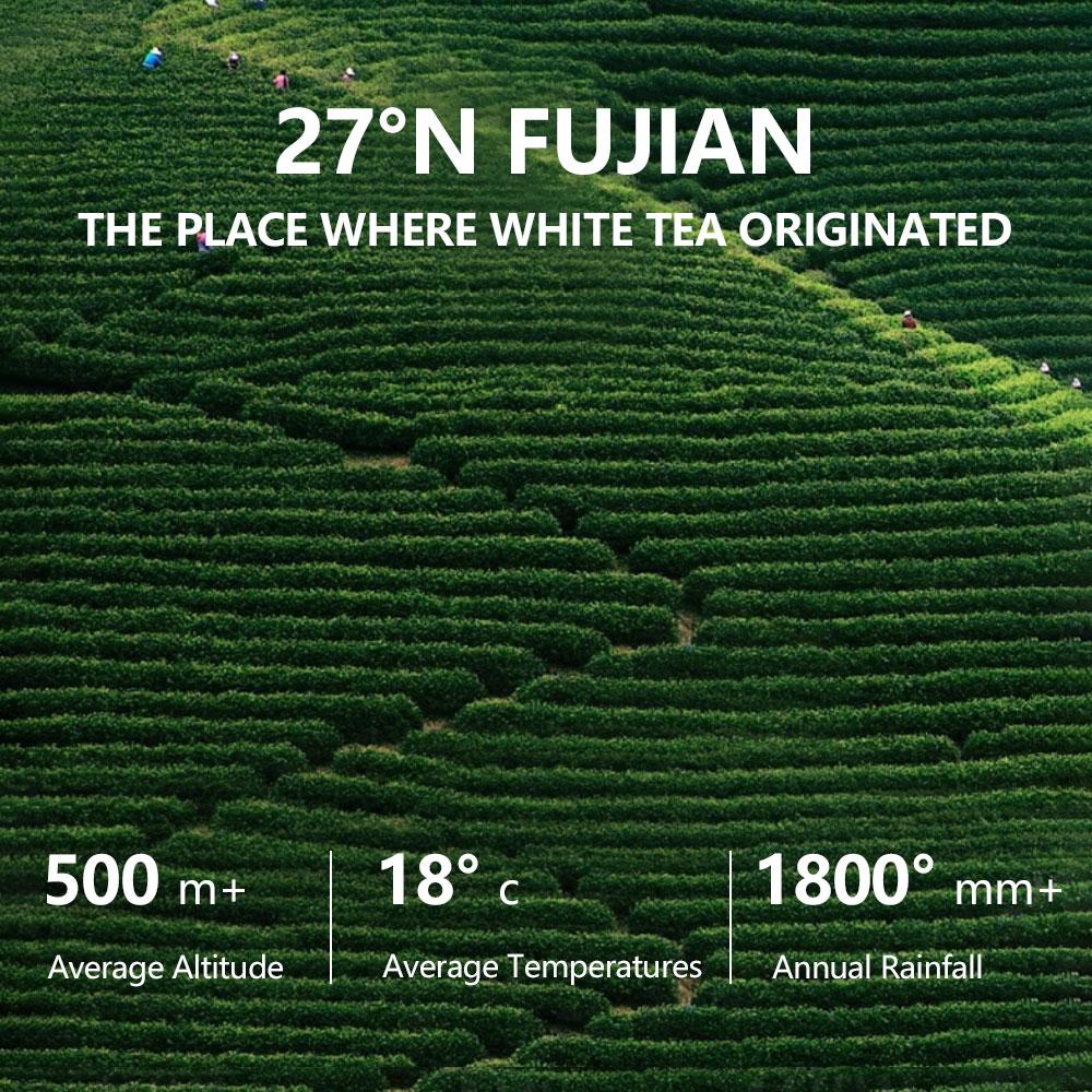 BOGO Forever 18 Tea 2 Cartons With Pressure Thermos (90g 3g×3packs×10boxes)(red dates, wolfberry,Shoumei white tea) (Shoumei white tea, black wolfberry, astragalus)One Piece Is Enough For Whole Day