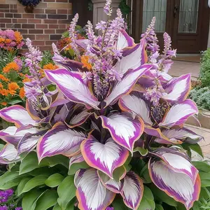 200 Perennial Mix Color Hosta Seeds for Planting in Outdoor Garden Hosta Plant Seeds Hosta Elegans Plantaginea Garden Perennial Flower Seeds Heirloom tiktokshopspringglowup outdoorfun