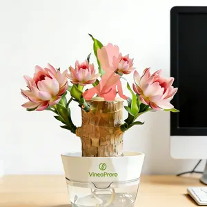 Mature Brazilian Lucky Wood Live Plant - 1 Pack with Nutrient Solution, U.S. Farm Grown, Palo de Brasil, Low-Maintenance Indoor Desktop Ornament for Beginners