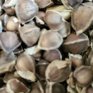 Moringa Oleifera Seeds, Moringa Seeds, Organic Moringa Oleifera Seeds from Ghana Holistic health, The Seeds from God,