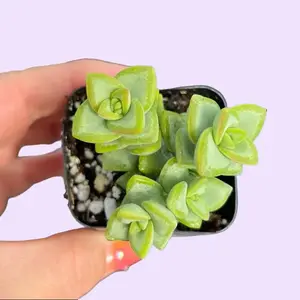 2” Crassula Rupestris Succulent Plant