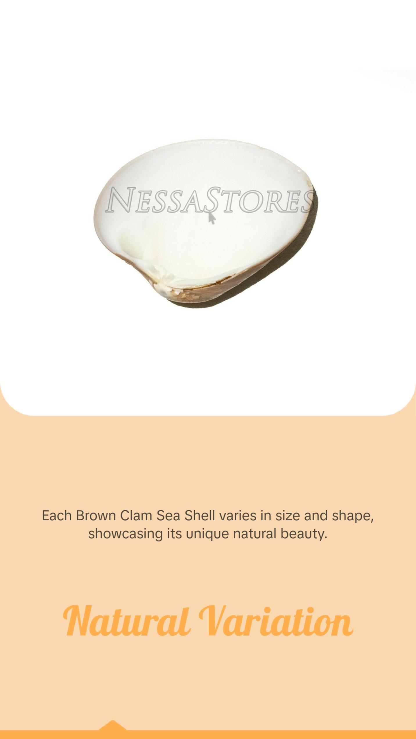 Brown Clam Sea Shell Beach Craft Scallop 3" - 4" (8 PCS ) #JC-76