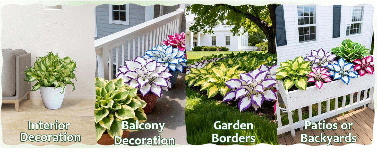 Hosta Seeds – Perennial Shade Plant for Garden and Yard Plant Seeds Rare Hosta Flower Seeds for Perennial Shade Garden Ornamental Foliage for Landscaping Outdoor Easy To Grow Hummingbird Attractors Family Activity