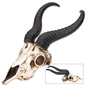African Springbok Antelope Skull Replica