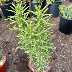 Eves Needle 8 inch pot Cactus Plant