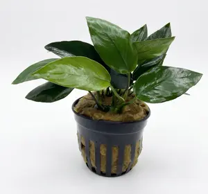 Anubias barteri nana peacock