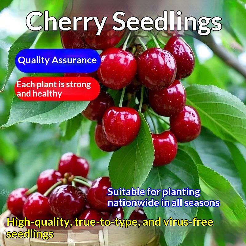 Black Cherry Seedlings, Ready-to-Plant for Home Garden Black Cherry Seedlings, Ready-to-Plant for Home Garden