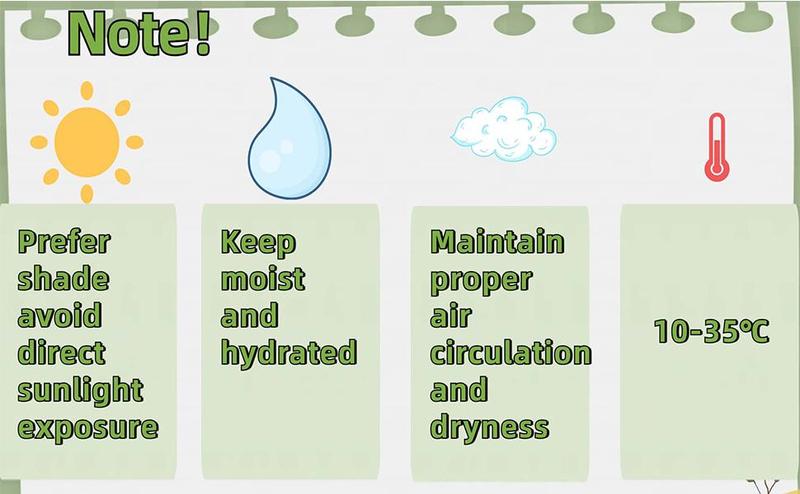 Brazilian lucky wood, 2026 New Lucky Brazilian Wood Potted Plant, Mini Brazil Wood Hydroponic Plant, Desktop Decoration with Plastic Tray Brazilian lucky wood, 2026 New Lucky Brazilian Wood Potted Plant, Mini Brazil Wood Hydroponic Plant, Desktop Decoration with Plastic Tray