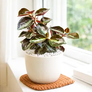 Peperomia 'Metallica' Peperomia 'Metallica'