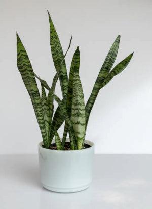 Zeylanica Snake Plant 'Sansevieria zeylanica' Zeylanica Snake Plant 'Sansevieria zeylanica'