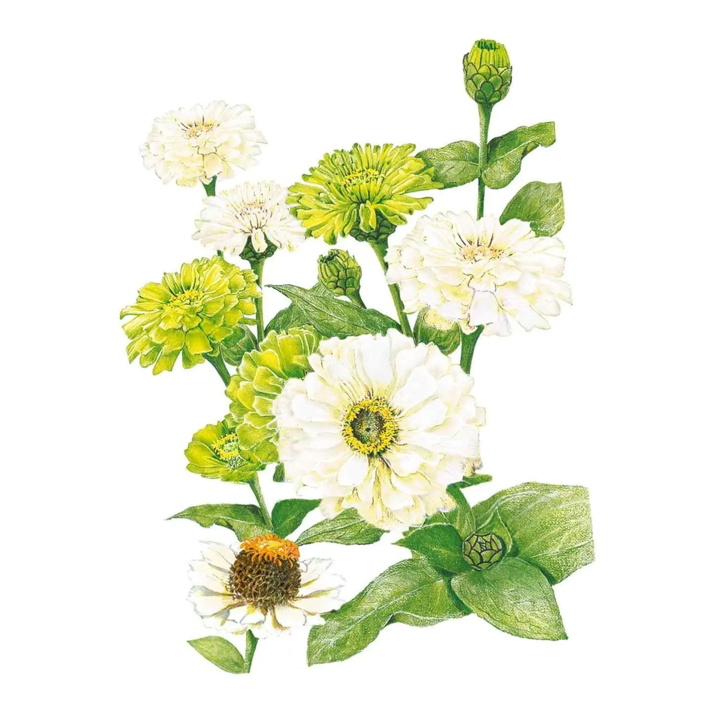 Key Lime Pie Blend Zinnia Seeds, Deer Resistant Cottage Garden Flower Seeds for Pollinators, Garden Borders & Gorgeous Arrangements, Flower Arrangement