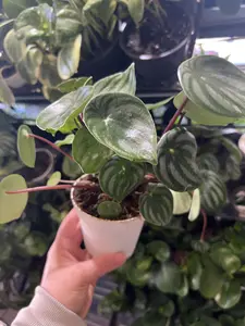 4" Watermelon Peperomia