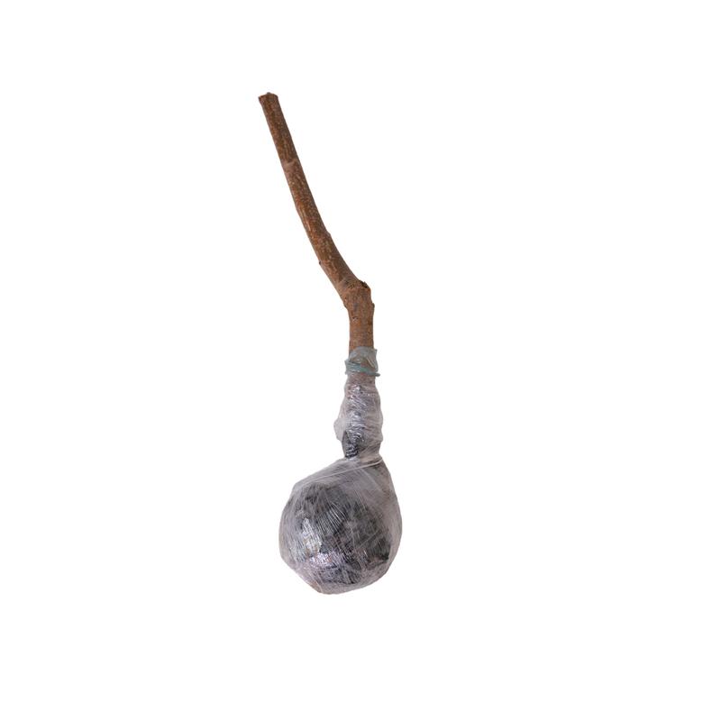 Heirloom Non-GMO Sugar Apple Seedlings – Compact Starter Fruit Trees for Gardens, Containers, and Home Orchards