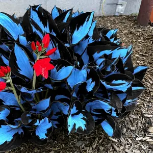 300 high-quality hosta seeds  . guaranteed viable with no bad seeds. A perennial shade plant, perfect for gardens and yards. Made in the USA | Non-GMO |