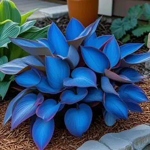 800 PCS Hosta Seeds Suitable for Residential Gardens, Borders and Outdoor Living Spaces