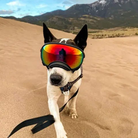 Dog Goggles with Adjustable Strap for Medium to Large Dogs, Anti-UV Polycarbonate Eye Protection, Sponge-Padded Windproof Pet Eyewear for Outdoor Travel, #backtoschool,Dog Supplies Dog Accessories Masks Black