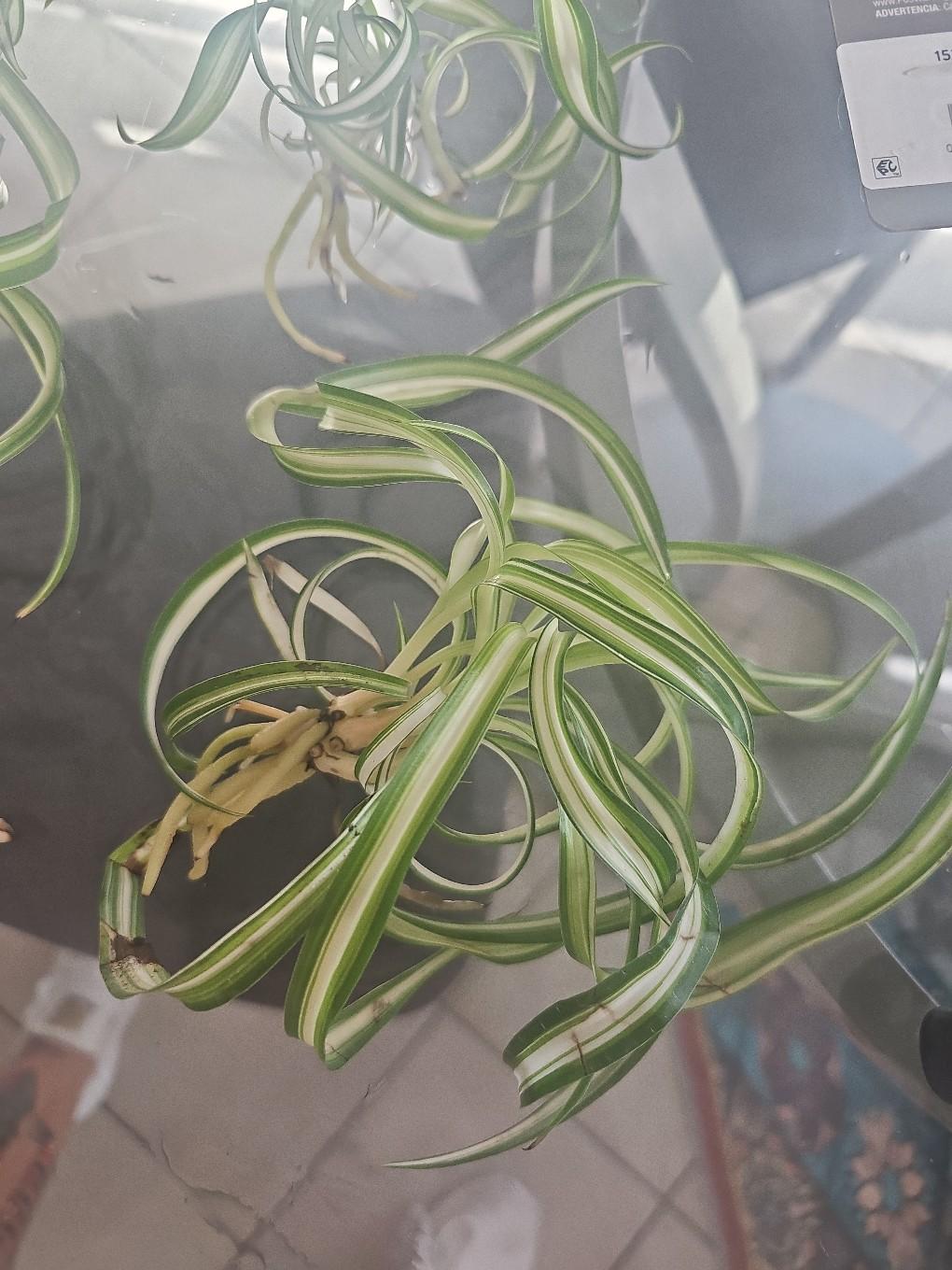 spider plant rooted - free shipping