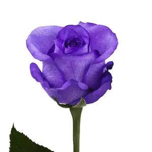 Purple Tinted Roses