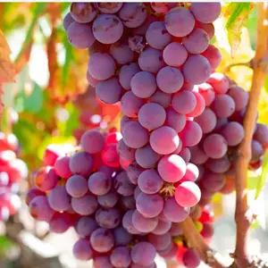 Flame Grape Vine Plant for Backyard Garden – Fruit Vine for Patio Trellis, Fence or Arbor Growing, Home Gardening Plant for Outdoor Spaces