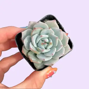 Echeveria Peacockii Succulent Plant in 2" Pot Greenhouse Grown