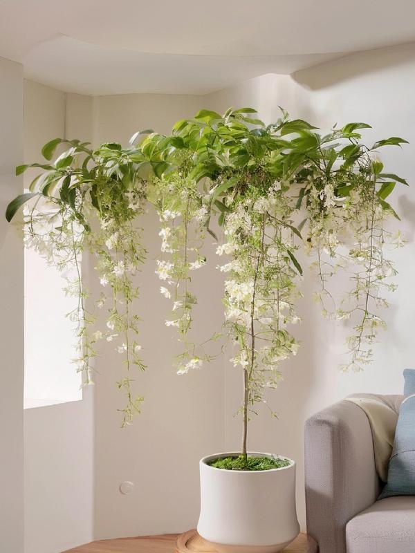Trailing Jasmine Seeds – High Germination, Fragrant Blooms, Easy to Grow, Long-Lasting Aroma, Perfect for Home Gardens, Balconies & Indoor Pots Trailing Jasmine Seeds – High Germination, Fragrant Blooms, Easy to Grow, Long-Lasting Aroma, Perfect for Home Gardens, Balconies & Indoor Pots