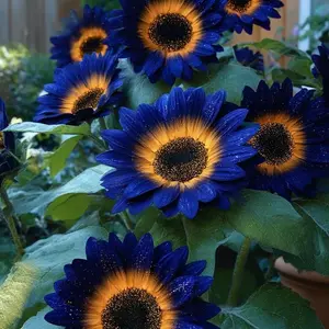 Midnight Blaze Sunflower Seeds to Plant | Sunflower Seeds for Planting Bulk Packet, High Germination, Easy to Grow Jumbo Sun Flower for Home